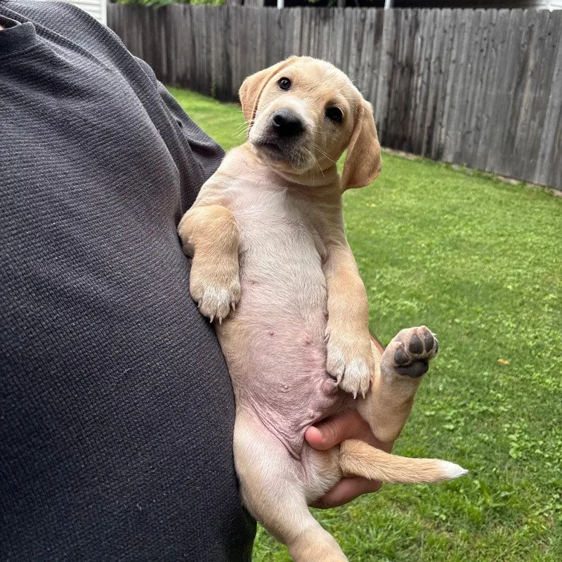 Vermicelli thumbnail 2