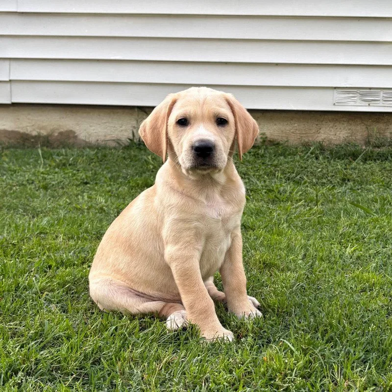 Vermicelli thumbnail 3