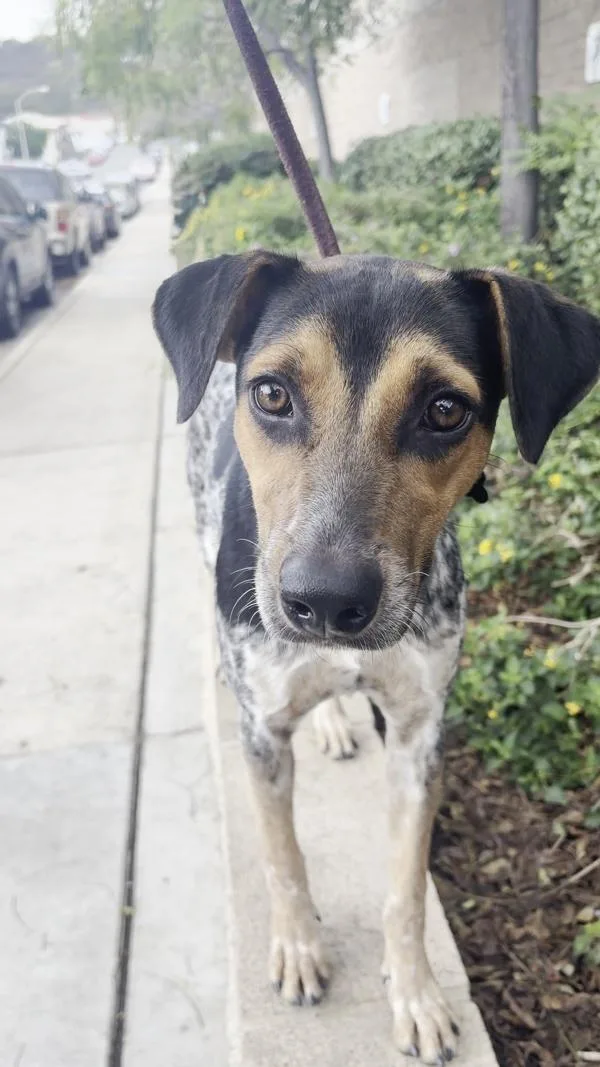 A young medium-sized female Australian Cattle Dog / Blue Heeler dog named Glory for adoption in San Diego, CA