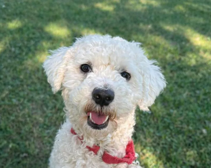 A young small-sized male Bichon Frise dog named Prince for adoption in Buffalo, NY