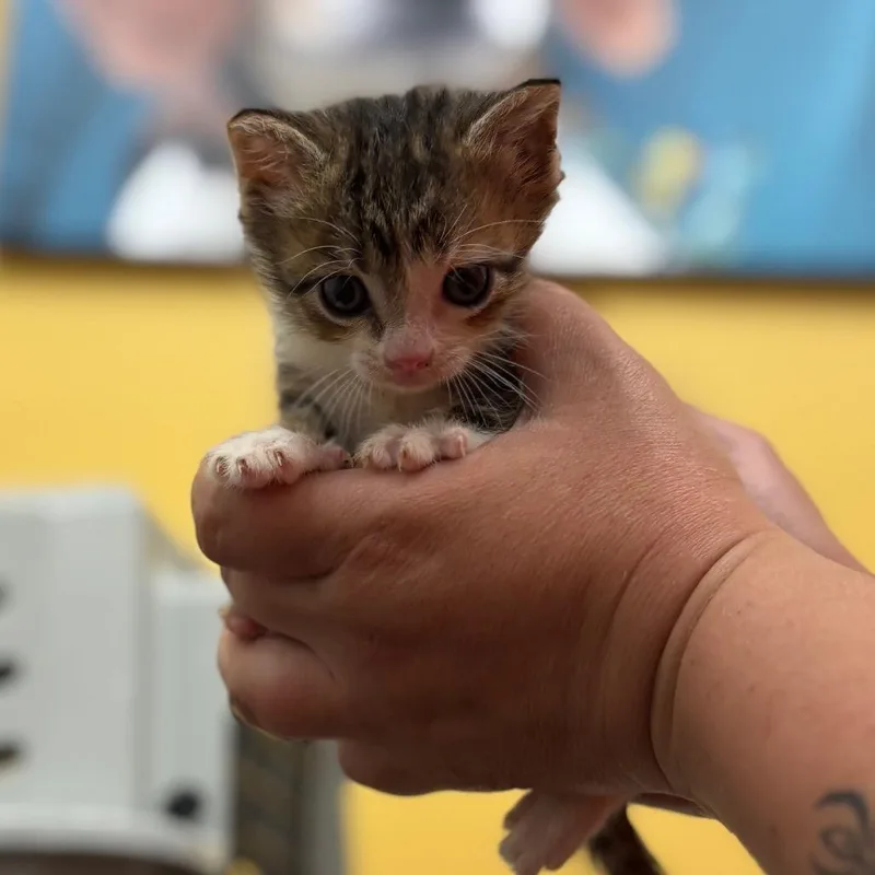 A baby small-sized female Torbie Domestic Short Hair cat named Jill for adoption in Nashville, IN
