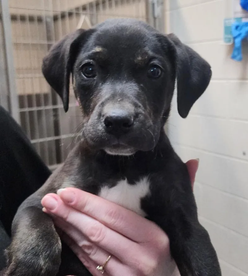 A baby medium-sized male Mixed Breed dog named Droolius Ceasar for adoption in Rome, GA