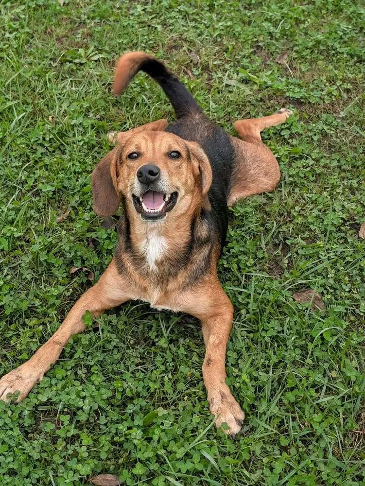 An adult medium-sized male Beagle dog named Kernel for adoption in New Albany, OH