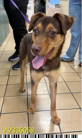 A young medium-sized male Mixed Breed dog named Kepler for adoption in West Palm Beach, FL