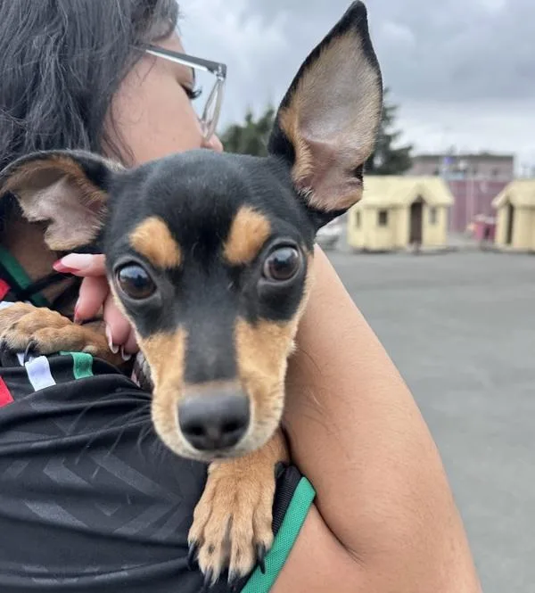 A young small-sized male Miniature Pinscher dog named Quincy for adoption in Vallejo, CA