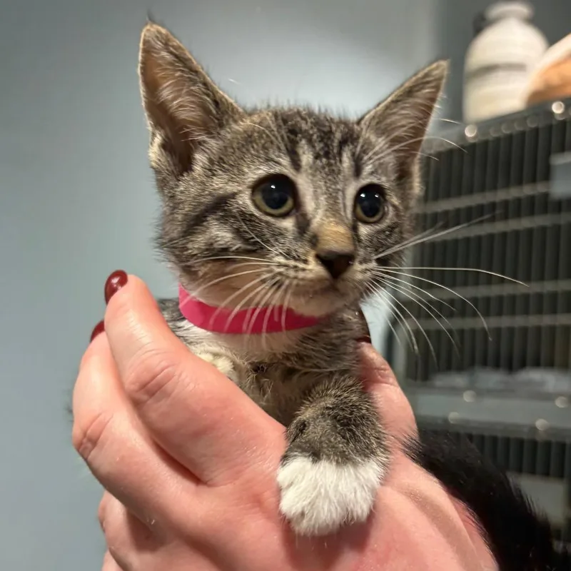 A baby small-sized female Buff / Tan / Fawn Domestic Short Hair cat named Jane for adoption in Chattanooga, TN
