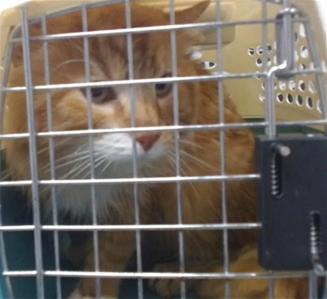 An adult large-sized male Domestic Medium Hair cat named Punquin Jr   for adoption in Oklahoma City, OK