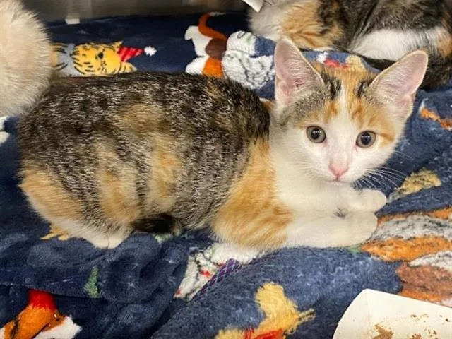 A baby small-sized female Domestic Short Hair cat named Socks for adoption in Tustin, CA