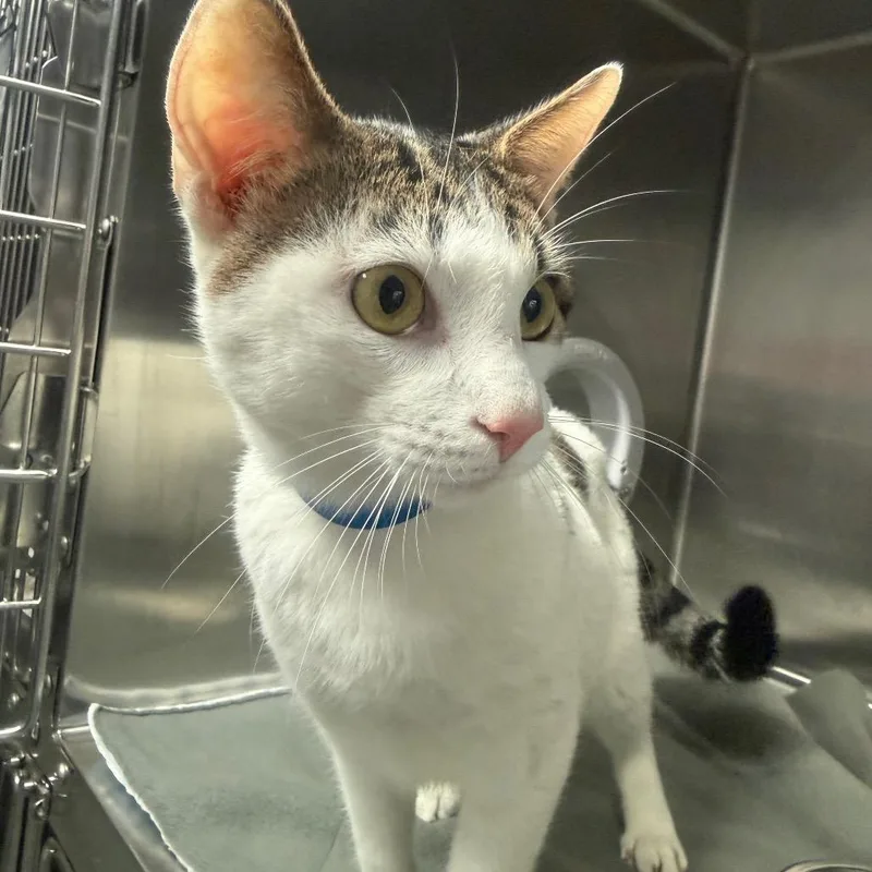A young medium-sized male White Domestic Short Hair cat named Donut for adoption in Lakeland, FL