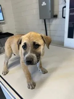 A baby small-sized female German Shepherd Dog dog named Dipsy for adoption in Stockton, CA