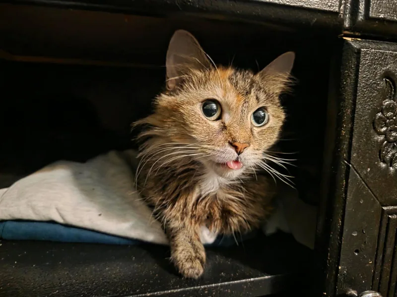 A young medium-sized female Domestic Medium Hair cat named Edith for adoption in Mint Hill, NC