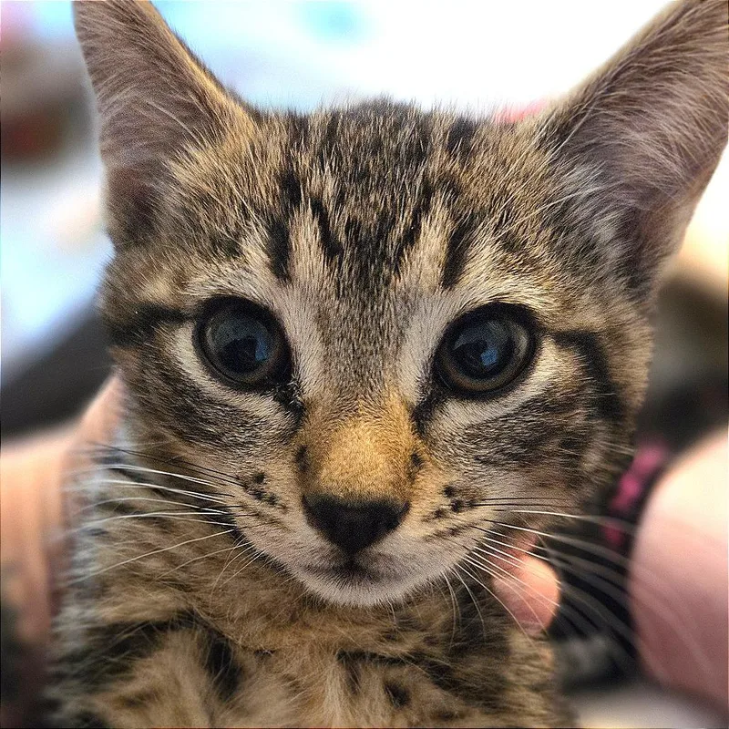 A baby small-sized female Brown / Chocolate Domestic Short Hair cat named Bajablast for adoption in Keizer, OR