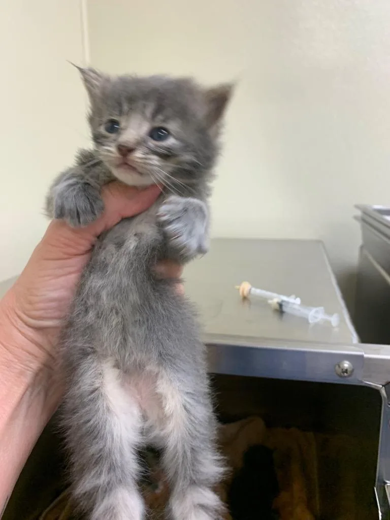 A baby medium-sized male Domestic Short Hair cat named Monopoly for adoption in Christiansburg, VA