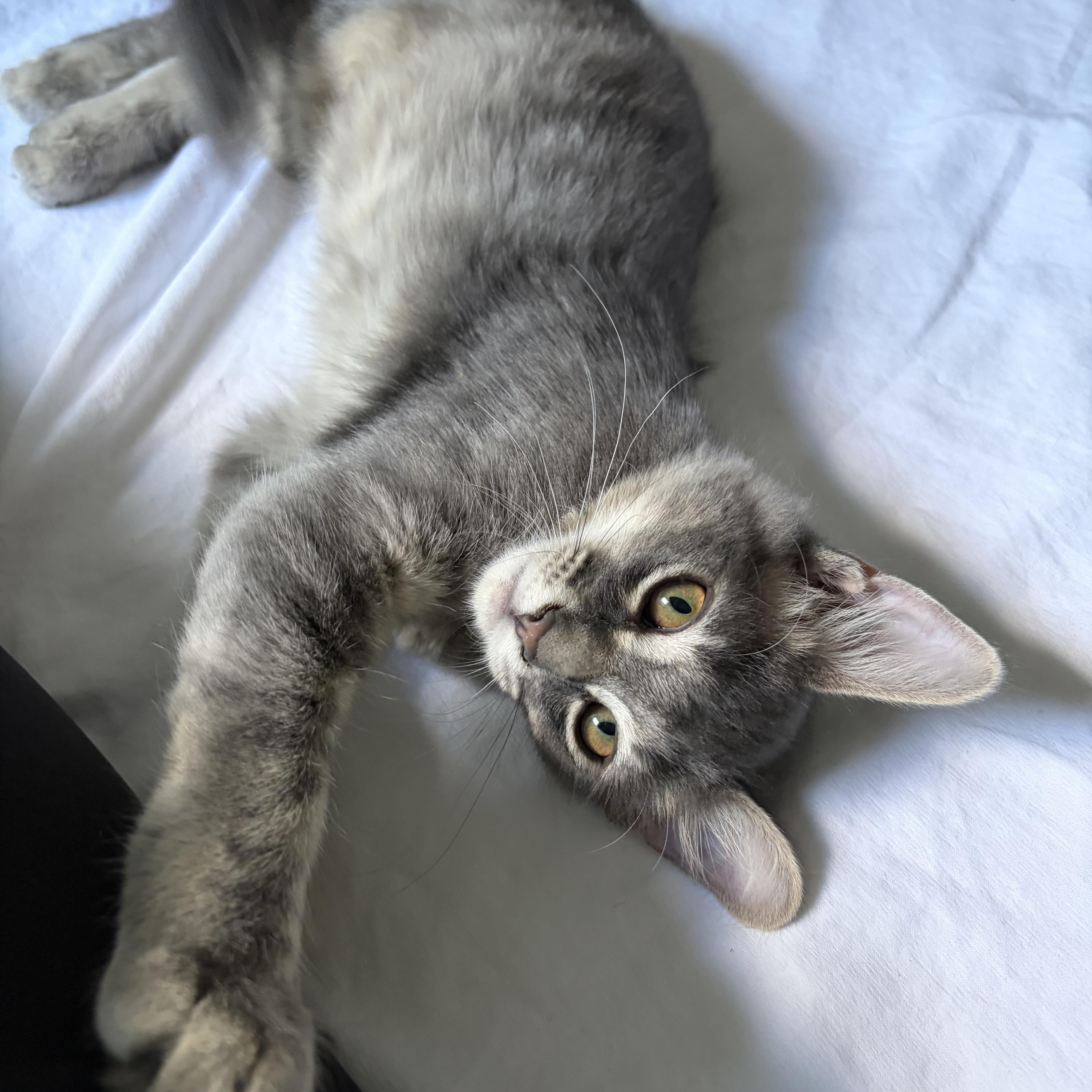 A young medium-sized male Gray / Blue / Silver Domestic Medium Hair cat named Steve for adoption in Belmont, NC