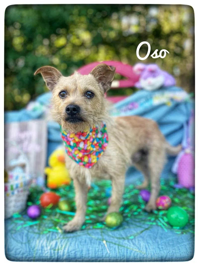 Oso