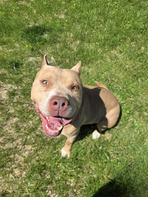 An adult medium-sized male Terrier dog named Guacamole for adoption in Olivette, MO
