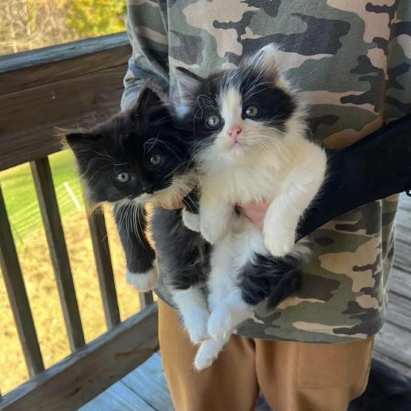 A baby small-sized female Domestic Long Hair cat named Oreo in Spring Grove for adoption in Alexandria, VA