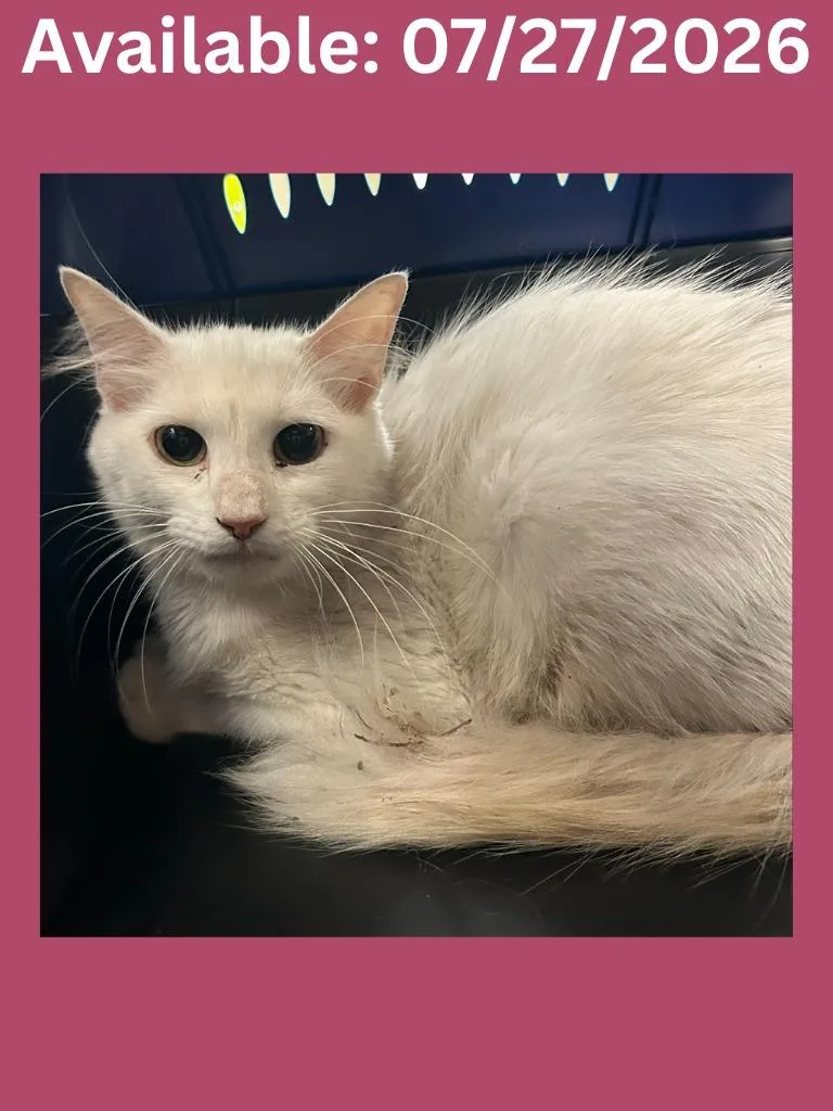 A young medium-sized female Domestic Medium Hair cat named Cat Condo for adoption in Greenville, TX
