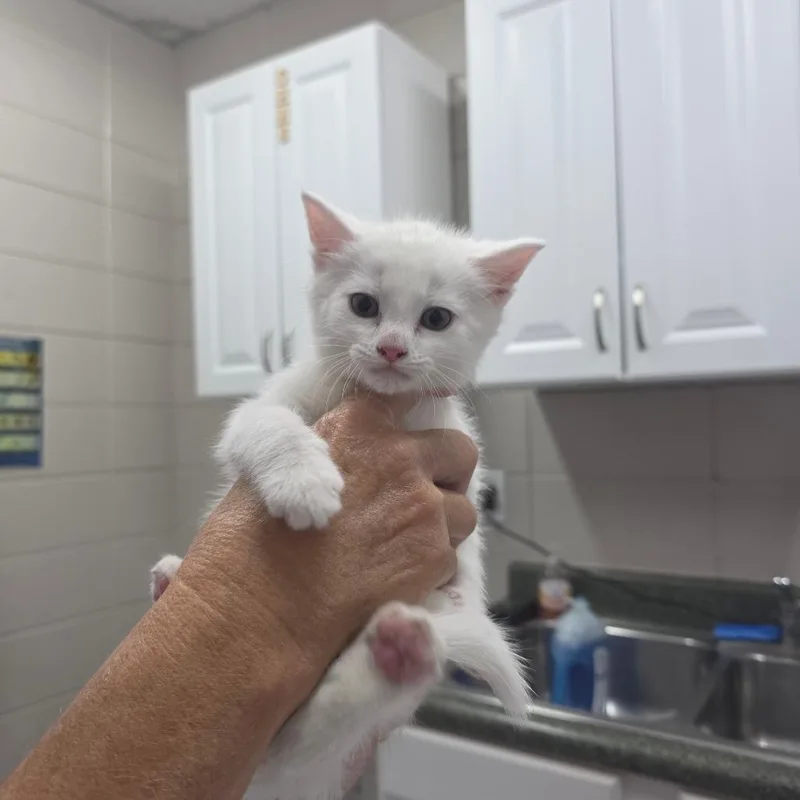 A baby small-sized male White Domestic Short Hair cat named Papaya for adoption in Huntsville, AL