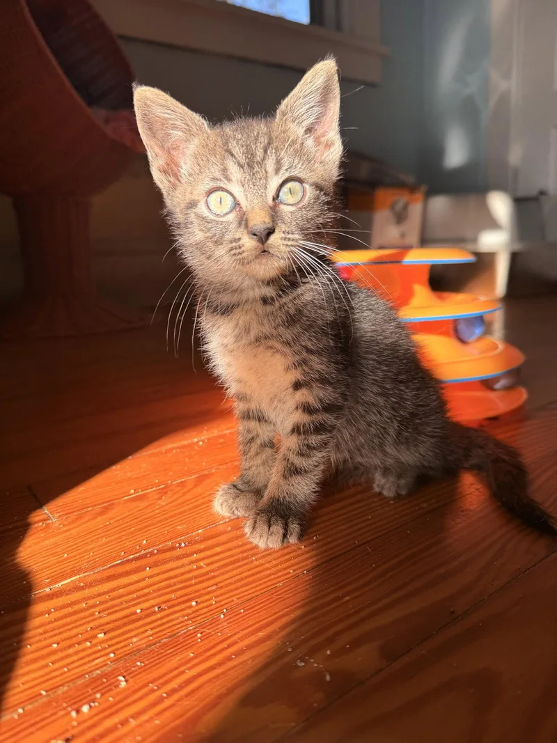 A baby medium-sized female Brown / Chocolate Domestic Short Hair cat named Juicebox for adoption in Herndon, VA
