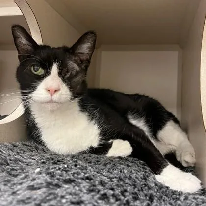 An adult medium-sized female Domestic Short Hair cat named Eleven for adoption in Quakertown, PA