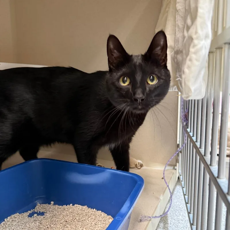 An adult large-sized male Black American Shorthair cat named Chomperton for adoption in Durango, CO