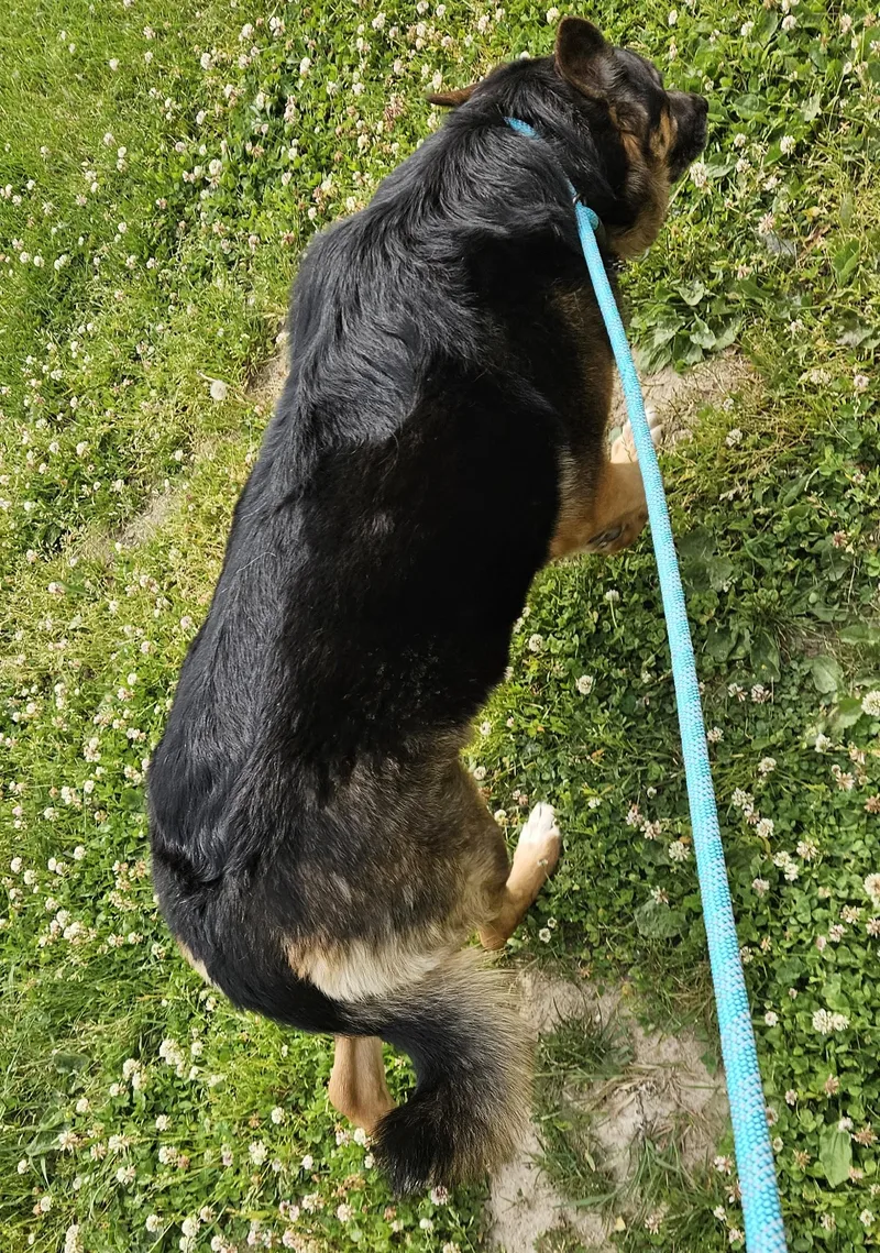 A senior large-sized female Brown / Chocolate German Shepherd Dog dog named Zoe for adoption in Benton Harbor, MI