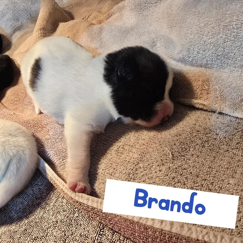 A baby medium-sized male Australian Cattle Dog / Blue Heeler dog named Brando for adoption in Powell Butte, OR