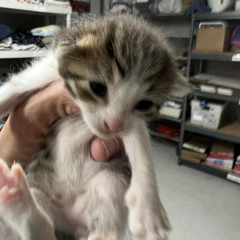 A baby small-sized female Brown / Chocolate Domestic Short Hair cat named Toffee Coffee for adoption in St. Louis, MO