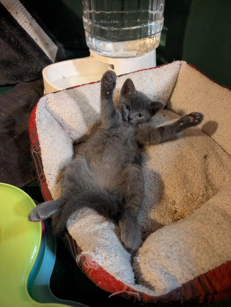 A baby small-sized male Gray / Blue / Silver Domestic Short Hair cat named PostIt for adoption in West Mifflin, PA