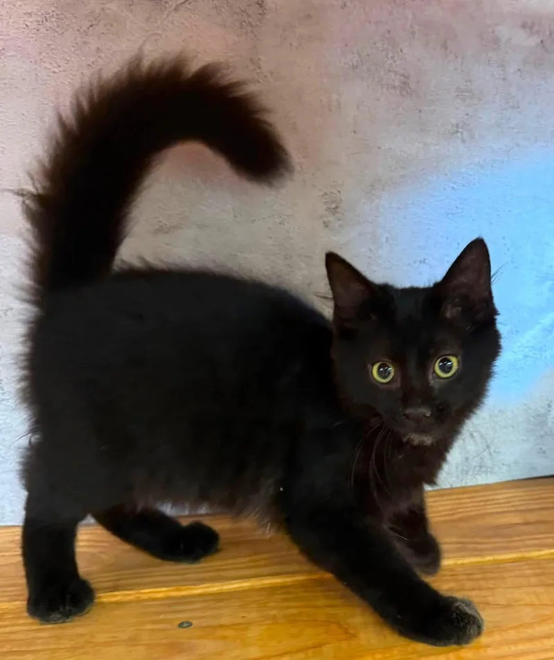 A baby small-sized male Black Domestic Medium Hair cat named Puma MH house panther for adoption in Jackson, GA