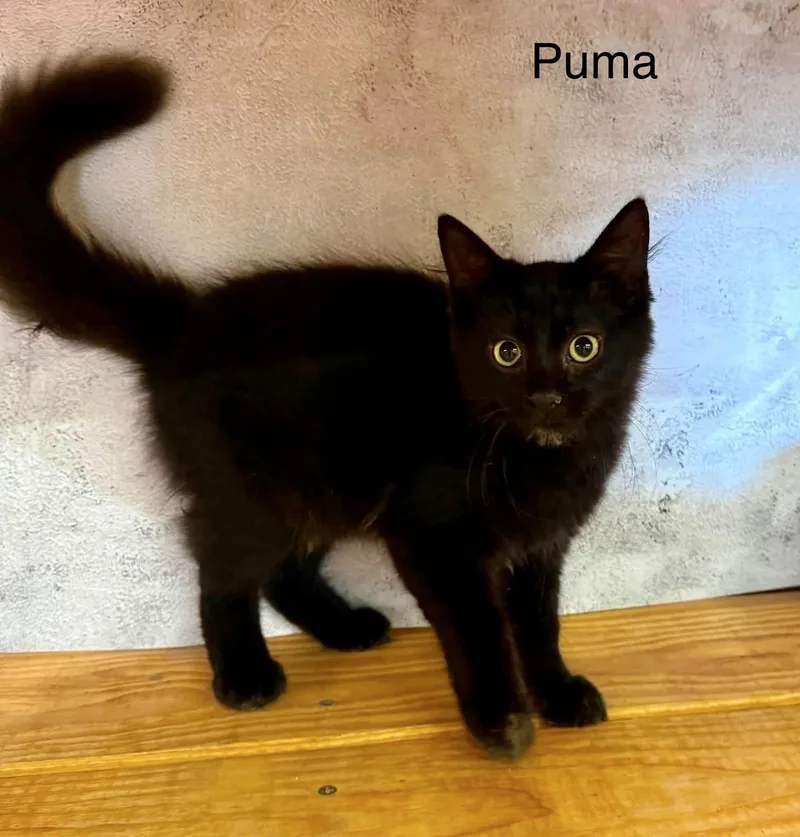 Puma MH house panther thumbnail 2