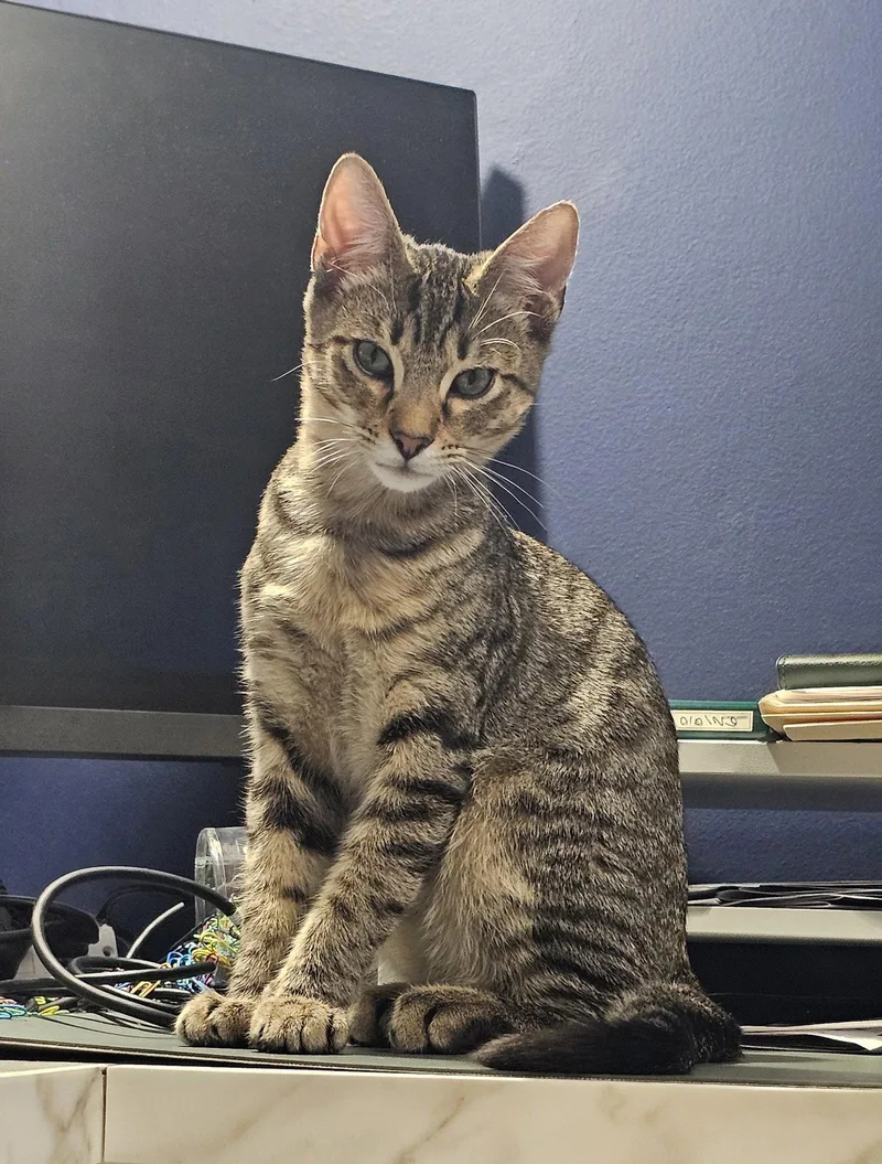 A baby medium-sized male Tabby cat named Teddy for adoption in Alameda, CA