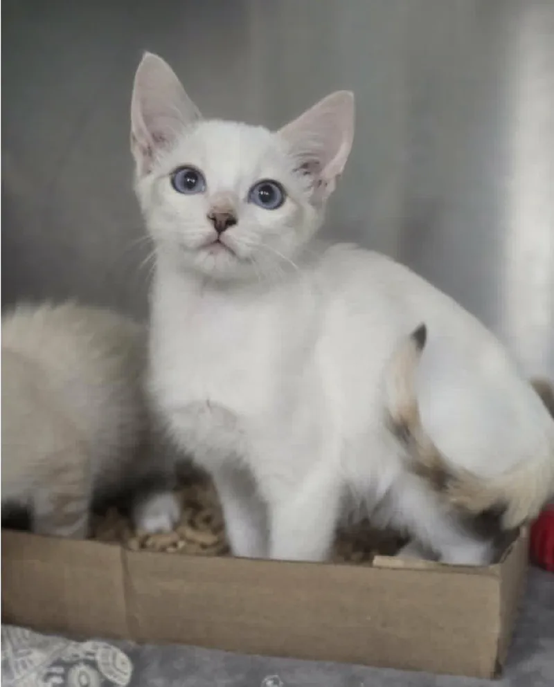 A baby small-sized female Siamese cat named Dalhia for adoption in North Arlington, NJ