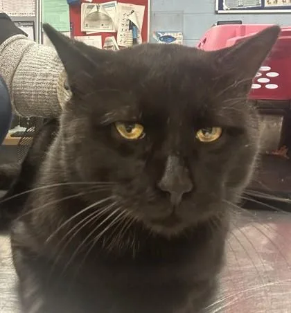 An adult large-sized male Domestic Short Hair cat named Thunder for adoption in Chamblee, GA