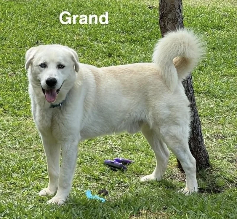 Grand thumbnail 5