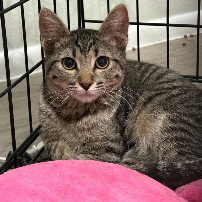 A baby small-sized male Brown / Chocolate Domestic Short Hair cat named Gallu Carter for adoption in Eagle Mountain, UT
