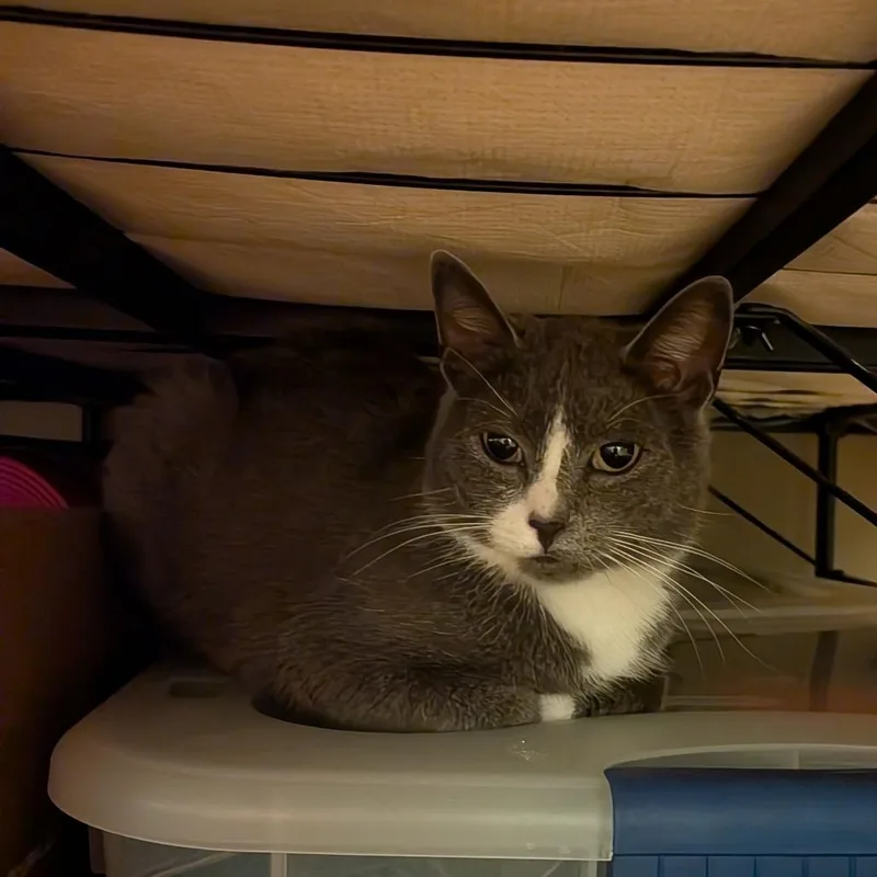 A young small-sized female Gray / Blue / Silver Domestic Short Hair cat named Sneakers for adoption in Falls Church, VA