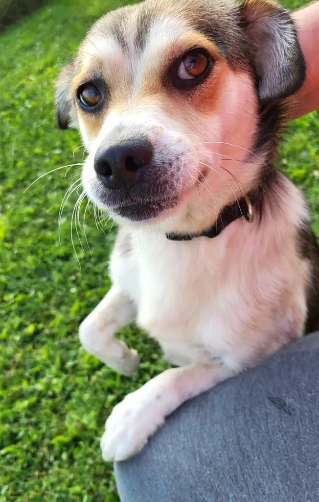 An adult medium-sized male Mixed Breed dog named Charlie for adoption in Medford, WI