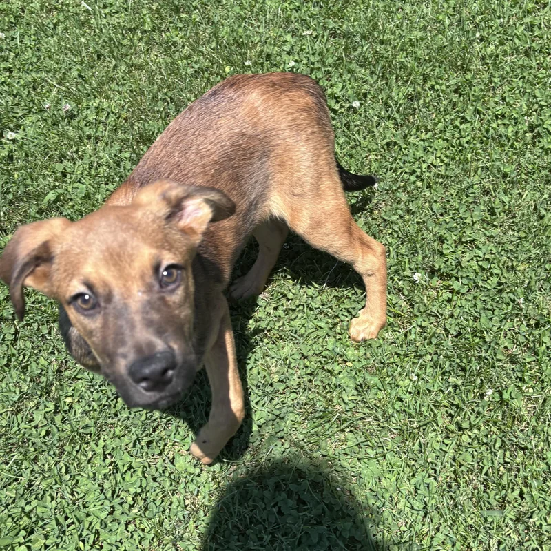 A baby medium-sized male Mixed Breed dog named Cabo for adoption in Lexington, KY