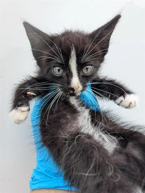 A baby small-sized male Domestic Short Hair cat named Count for adoption in San Antonio, TX