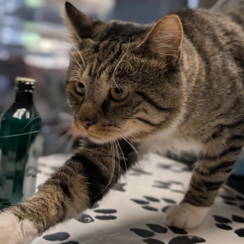 An adult small-sized male Domestic Short Hair cat named Thanos for adoption in St. Paul, MN