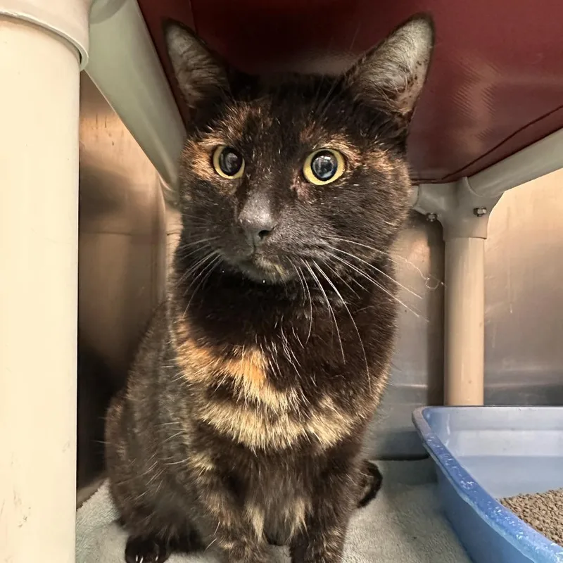 An adult large-sized female Torbie Domestic Short Hair cat named Snickers for adoption in Chippewa Falls, WI