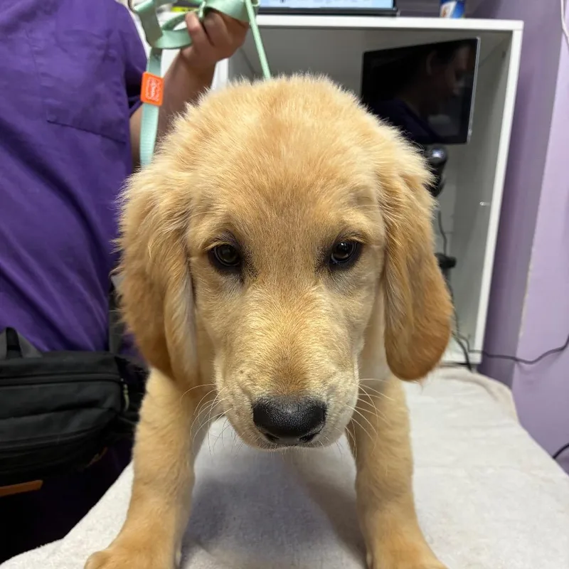 A baby small-sized male Golden Retriever dog named Bouncer for adoption in Northbrook, IL