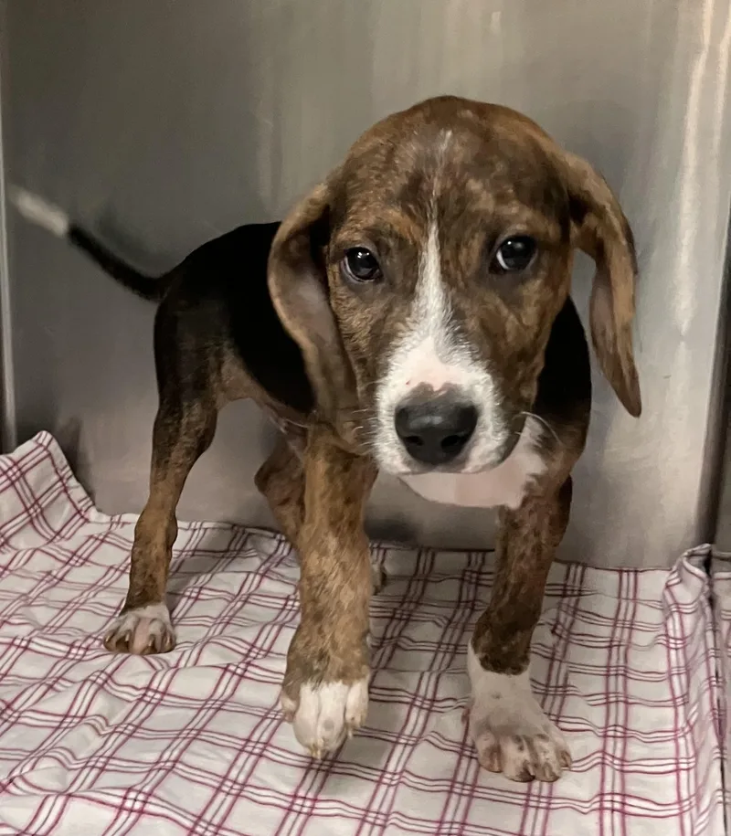 A baby medium-sized male Brindle Beagle dog named Gino for adoption in Parma, OH