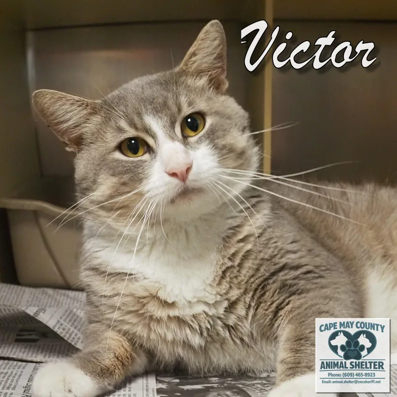 A young medium-sized male Domestic Short Hair cat named Victor for adoption in Cape May Court House, NJ
