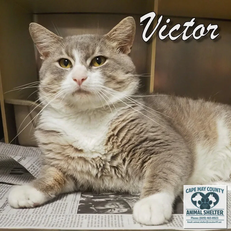 Victor thumbnail 2