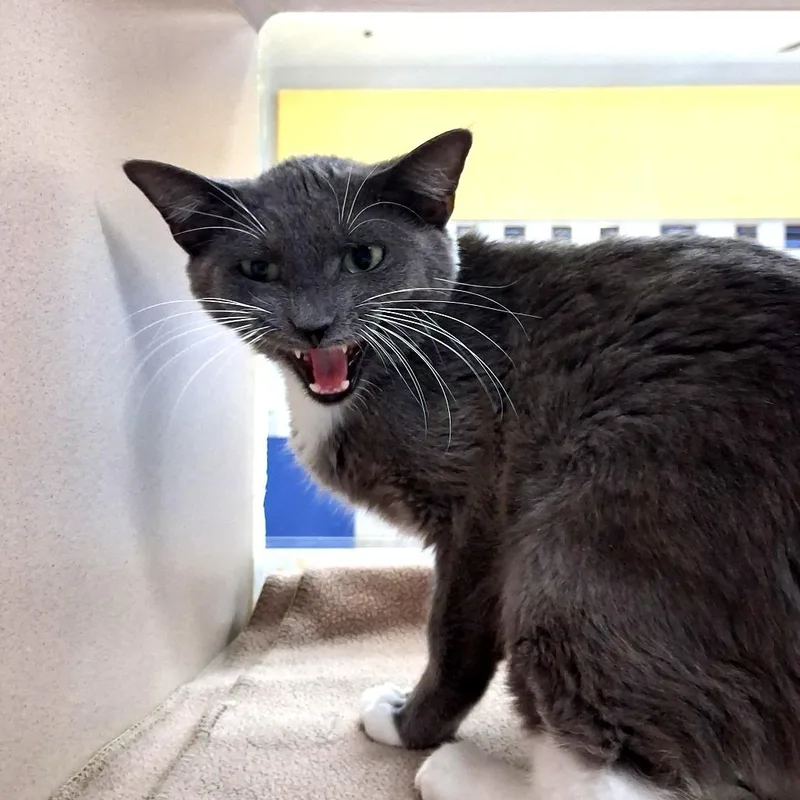 A young medium-sized female Gray / Blue / Silver Domestic Short Hair cat named Alice for adoption in Lake Jackson, TX