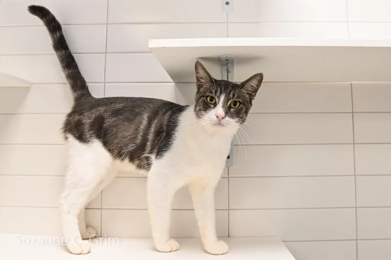 An adult medium-sized male Domestic Short Hair cat named Chase for adoption in New Orleans, LA