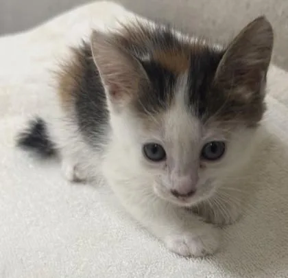 A baby small-sized female Domestic Short Hair cat named Astra for adoption in Honolulu, HI